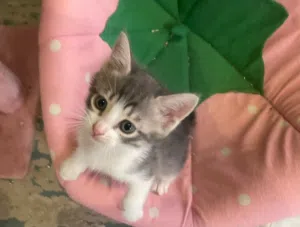 للبيع كتن ذكر برتش شورت هير  العمر شهر ونص
