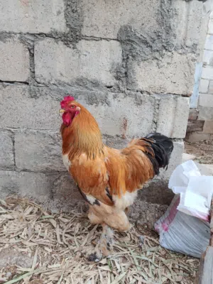 ديك براهما بف اصفر