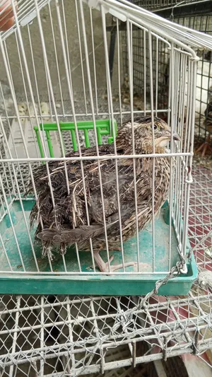 ‏حيوانات وطيور اخرى‏1