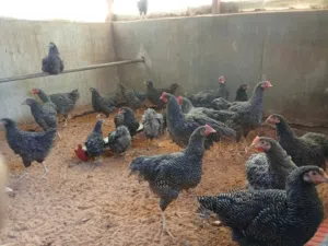 بلاي متروك