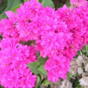 القناص 