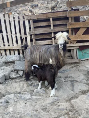 شاه من حلال الرحوب خرسا معها جدي سمين