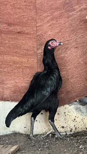 للبيع طيور ماشاءالله من لاخر