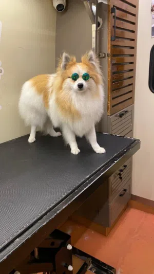 بوميريان ذكر العمر 9 اشهر