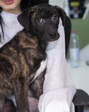 للشراسه عنوان ..للمتميزين حصرا بريسا كناريو