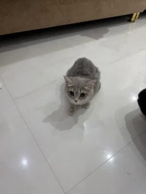 للبيع قطط أنثى فقط لبيع