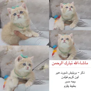 نوادر كتنز