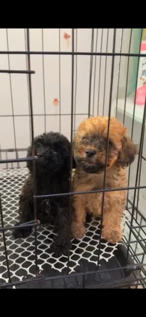 Adorable Toy Poodle Puppies Available
