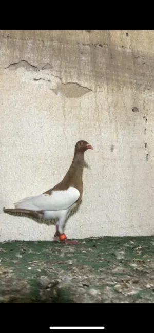 متاح فحلين مخلف جديد