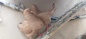 حمام كينج للبيع مع اولاده