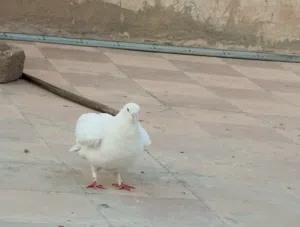 فحل ايراني ابيض