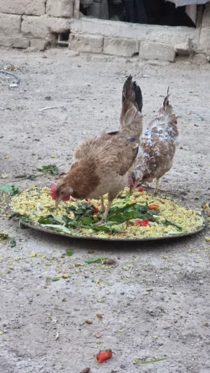 دجاج مطوك كريمي