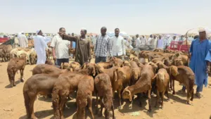 قصاب تحت الطلب السالميه