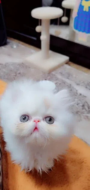 ولد بيرشن فان ريد 55يوم مستوى عالي اب وام فانات متطعم ديدان وحشرات ملتزم باللتر بوكس