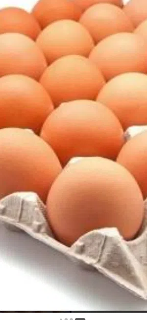 يتوفر بيض الهلندي لاحمر مخصب سعر شيت 6 ريال