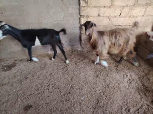 لبيع شاتين خاليات من كل العذاريب