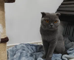 قطه سكوتش فولد انثي Scottish Fold female cat