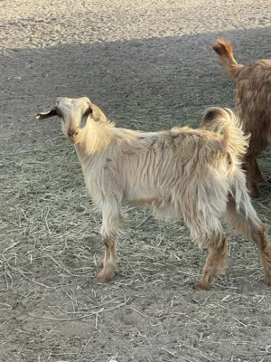 للبيع سخله