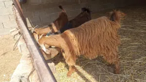تلاتة عنايق للبيع