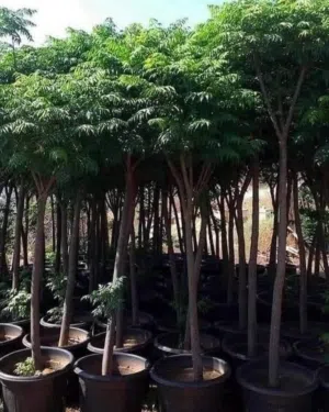 متوفر جميع أصناف الاشتال