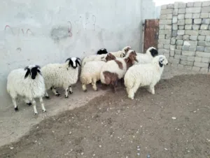 سلام عليكم خوان نشتري جميع الحيوانات البقار والقنام جميع نواع الحيوانات