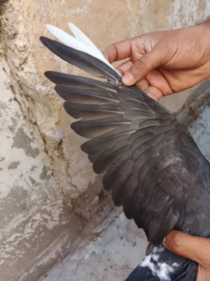 للبيع فرغ الأب زاجل اسود كويتي الام زاجليه عاديه الجسم ضغم كلش حلو فول لقحات وعلاجات ورافع مناعه لقا