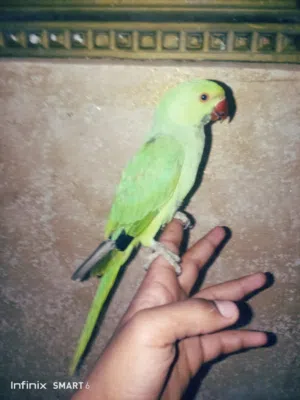 متاح فراخ دره هندي اليف 100% حجم جامبو ريش عمر اربع خمس شهور محجل كامل صلاة النبي ما بعرفو العض نهائ