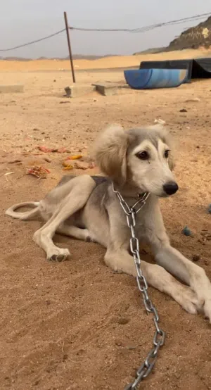مطلوب سلق في تبوك