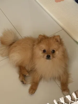 Pomeranian 9 months