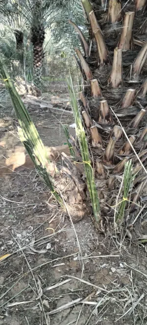 فسائل صرم مخلتف الاصناف والاحجام..
