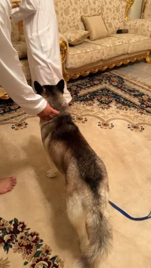 هسكي لعوب