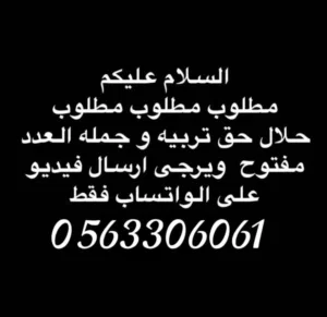 مطلوب حلال أغنام  النوع كلش نوعا خروف يعد معز زبايح و طربيه أي حلال عند للبيع كلمني واتساب بشتري جمل