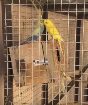 للبيع زوج بادجي