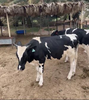 عجاله هولنديه البيع