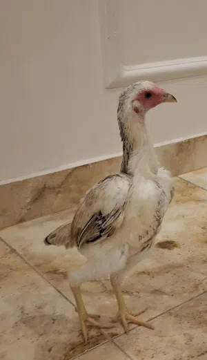 للبيع زوج كشامو القزم صحه ونضافه مستوى عالي جاهزين إلى الانتاج للاستفسار: