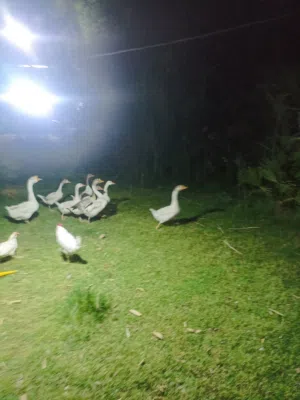 بط للبيع البصره ابي الخصيب