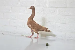 ست جواز  شاكر  ماشاء الله