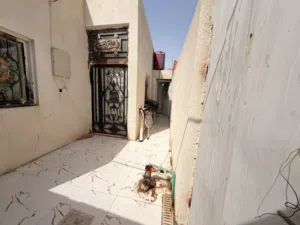 بيت ابي الخصيب عريسان