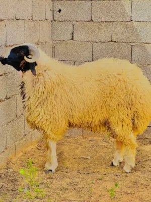 معز للبيع 81