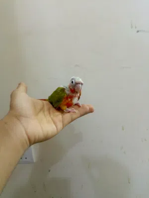for sale baby parrots