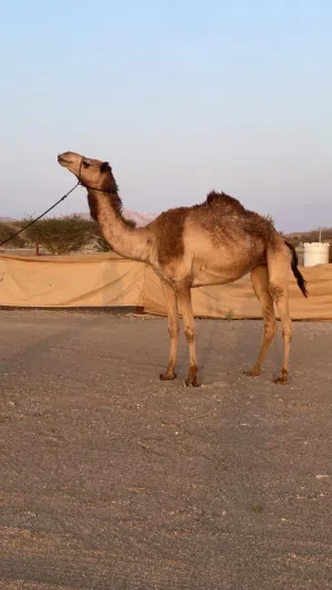 ابوها شاهين العزوم بعير حموده الضاهري