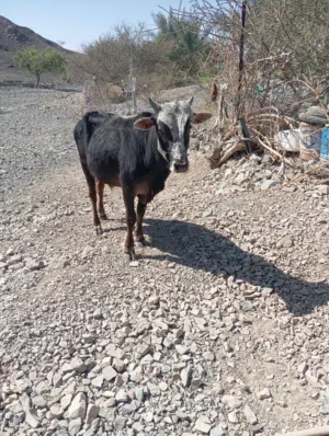 ثور محلي للبيع