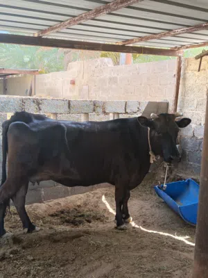 بقره جيرسيه