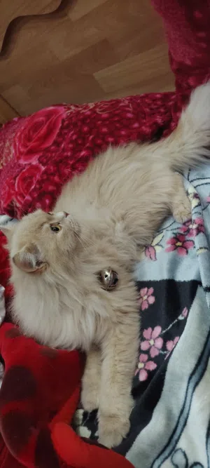 بسه شنشيله عمر 10 اشهر كثير حلوه وهاديه ونظيفه ماخذ جميع المطعومات