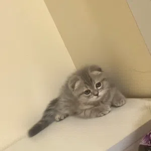 بزونة عمرها شهرين صغيرة ولطيفة