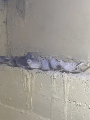 حمام ماسي الملكي أجواز عده اللوان مميزه سعر خاص للكوم  40 طير