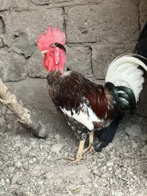 ديجوجه ابو ركيبه
