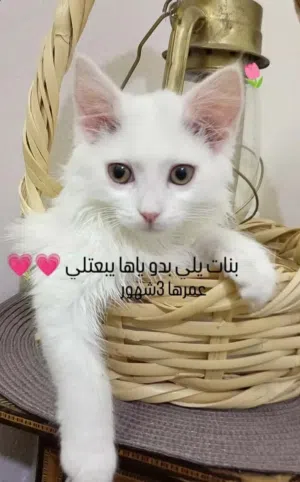 قط للتبني العمر3اشهر