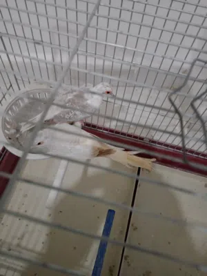 انثى حمام ماسي شغاله مع فرخها للبيع