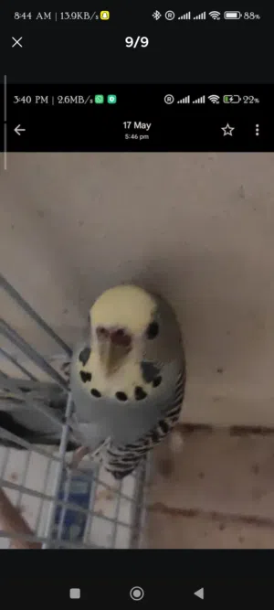 5 birds with cage